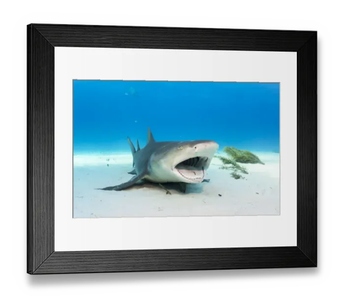 Framed Print : Lemon shark (Negaprion brevirostris) adult resting and allowing a small cleaner wrasse Framed Print : Lemon shark (Negaprion brevirostris) adult resting and allowing a small cleaner wrasse