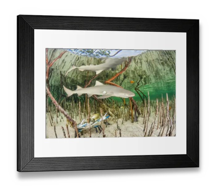 Framed Print : Lemon shark pup (Negaprion brevirostris) in mangrove forest which acts as a nursery Framed Print : Lemon shark pup (Negaprion brevirostris) in mangrove forest which acts as a nursery