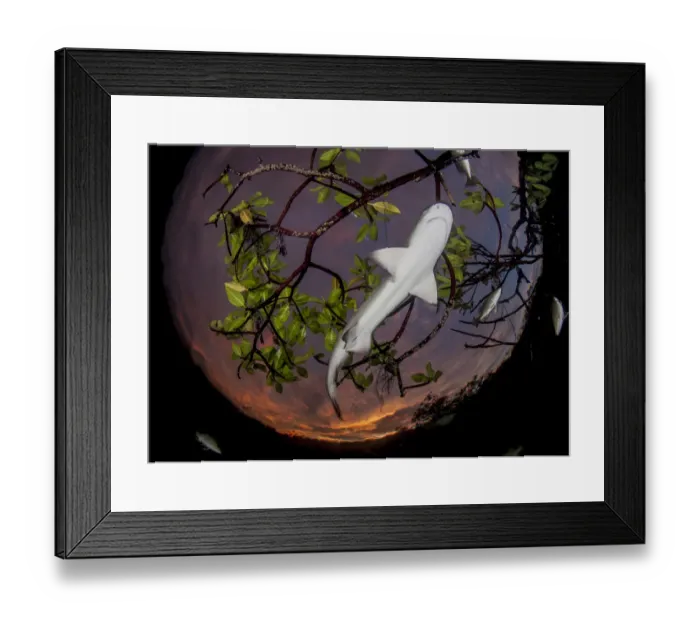 Framed Print : Lemon shark pup (Negaprion brevirostris) in mangrove forest which acts as a nursery Framed Print : Lemon shark pup (Negaprion brevirostris) in mangrove forest which acts as a nursery