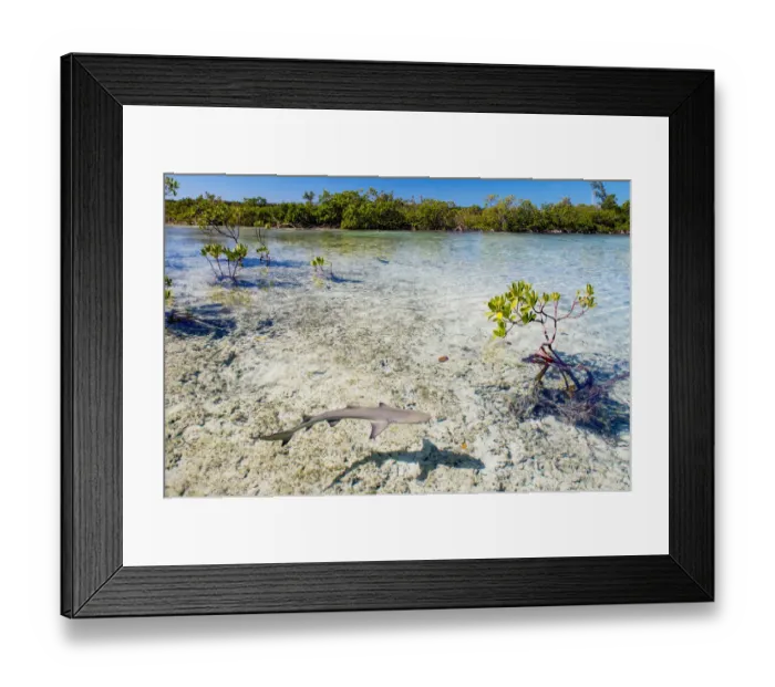 Framed Print : Lemon shark pups (Negaprion brevirostris) spend the first 5-8 years of their life Framed Print : Lemon shark pups (Negaprion brevirostris) spend the first 5-8 years of their life