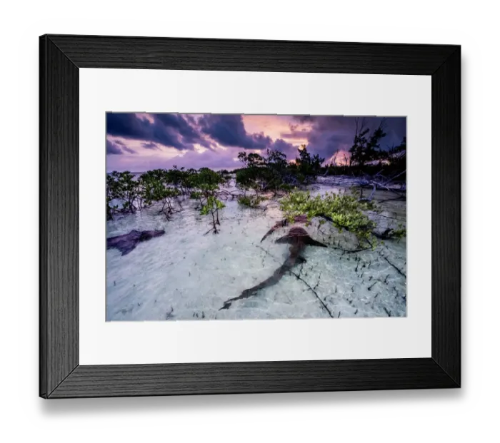 Framed Print : Nurse sharks (Ginglymostoma cirratum) three in a courtship dance at sunrise in a Framed Print : Nurse sharks (Ginglymostoma cirratum) three in a courtship dance at sunrise in a