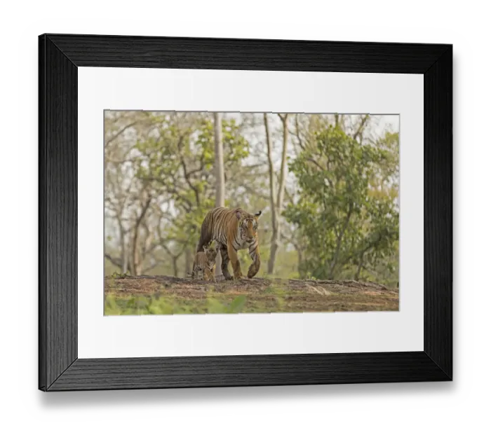 Framed Print : Tiger (Panthera tigris tigris) female with cub, Kabini, Nagarahole National Park Framed Print : Tiger (Panthera tigris tigris) female with cub, Kabini, Nagarahole National Park