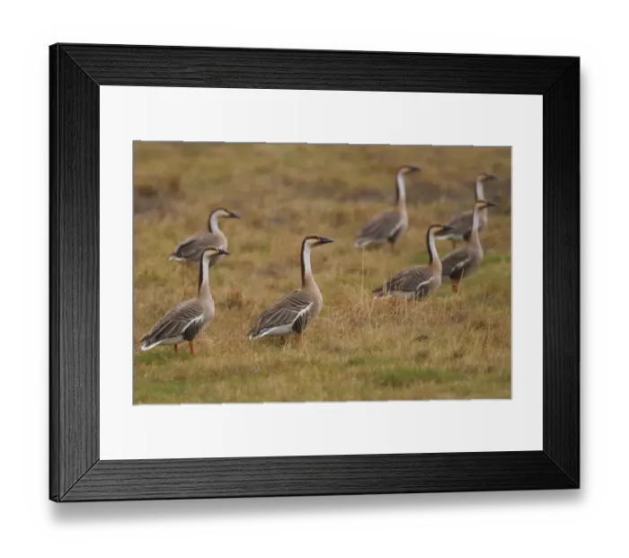 Framed Print : Group of Swan geese (Anser cygnoides) on grassland, Inner Mongolia, China Framed Print : Group of Swan geese (Anser cygnoides) on grassland, Inner Mongolia, China