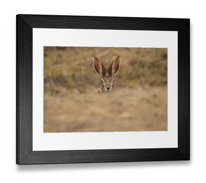 Framed Print : Desert hare (Lepus tibetanus)face and ears portrait, Inner Mongolia, China