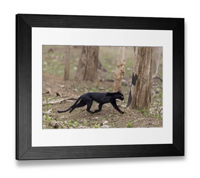 Framed Print : Melanistic leopard / Black panther (Panthera pardus) Nagarahole National Park, Nilgiri Framed Print : Melanistic leopard / Black panther (Panthera pardus) Nagarahole National Park, Nilgiri