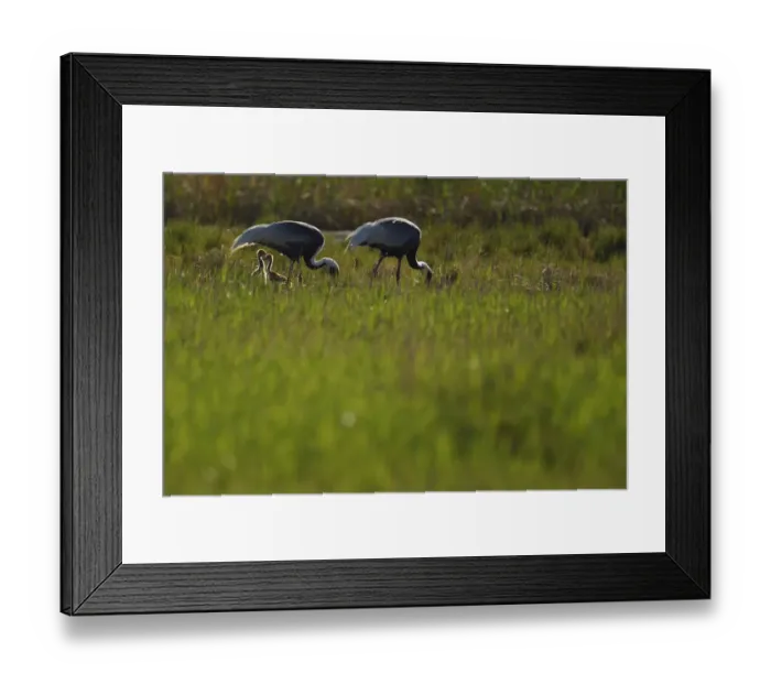 Framed Print : Pair of White-naped crane (Grus vipio) with two chicks walking in grassland beside water Framed Print : Pair of White-naped crane (Grus vipio) with two chicks walking in grassland beside water