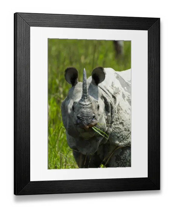 Framed Print : Indian rhinoceros (Rhinoceros unicornis) Kaziranga National Park, Assam, India Framed Print : Indian rhinoceros (Rhinoceros unicornis) Kaziranga National Park, Assam, India