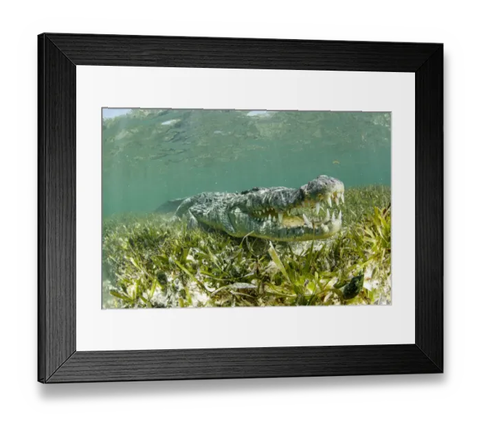 Framed Print : American crocodile (Crocodylus acutus) with mouth open over seagrass bed, Chinchorro Framed Print : American crocodile (Crocodylus acutus) with mouth open over seagrass bed, Chinchorro