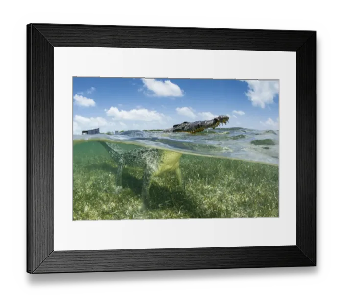 Framed Print : American crocodile (Crocodylus acutus) on seagrass bed. Head surfacing, split level view Framed Print : American crocodile (Crocodylus acutus) on seagrass bed. Head surfacing, split level view