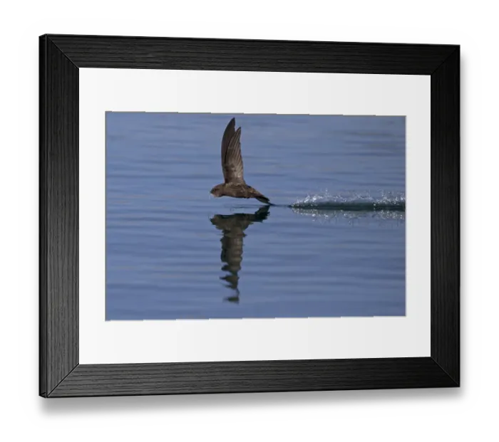 Framed Print : Common Swift (Apus apus) in flight reflected in water, Norfolk, England, UK. July Framed Print : Common Swift (Apus apus) in flight reflected in water, Norfolk, England, UK. July