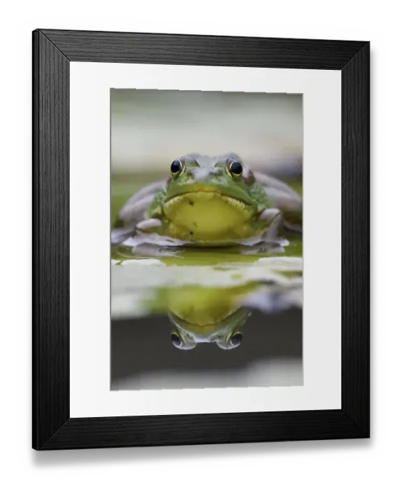Framed Print : RF - Eastern golden frog (Rana / Pelophylax plancyi) portrait, reflected in water Framed Print : RF - Eastern golden frog (Rana / Pelophylax plancyi) portrait, reflected in water