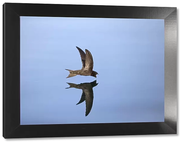 Common Swift (Apus apus) in flight reflected in water, Norfolk, England, UK. July