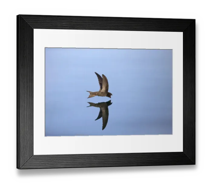 Framed Print : Common Swift (Apus apus) in flight reflected in water, Norfolk, England, UK. July Framed Print : Common Swift (Apus apus) in flight reflected in water, Norfolk, England, UK. July