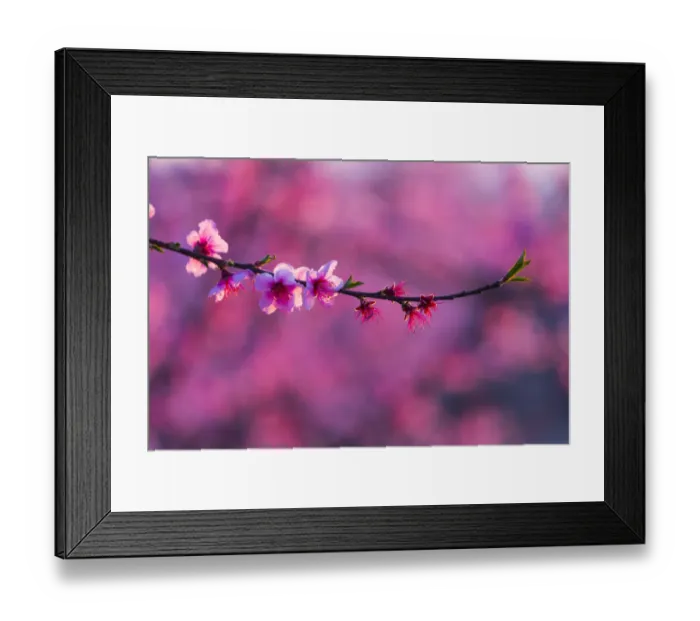 Framed Print : Peach trees (Prunus persica) in flower, Fruiturisme Tourism Experience, Lleida, Catalonia, Spain Framed Print : Peach trees (Prunus persica) in flower, Fruiturisme Tourism Experience, Lleida, Catalonia, Spain