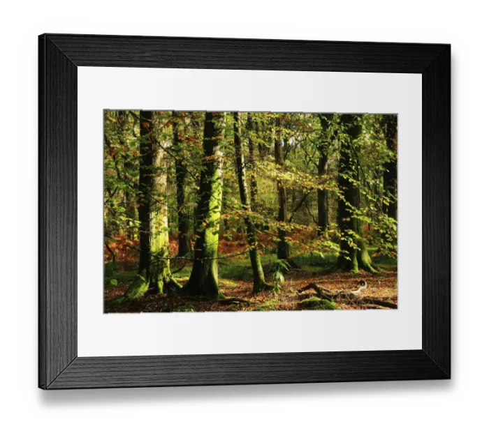 Framed Print : Beech woodland near Blackwater Brook. New Forest National Park. November 2014 Framed Print : Beech woodland near Blackwater Brook. New Forest National Park. November 2014