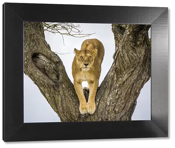 Lion (Panthera leo), female in fork of tree. Serengeti National Park, Serengeti, Tanzania