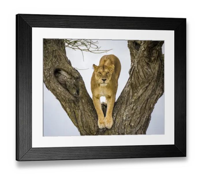 Framed Print : Lion (Panthera leo), female in fork of tree. Serengeti National Park, Serengeti, Tanzania Framed Print : Lion (Panthera leo), female in fork of tree. Serengeti National Park, Serengeti, Tanzania