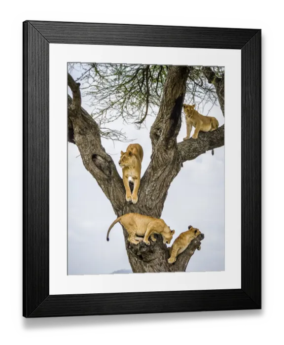 Framed Print : Lion (Panthera leo) family climbing and resting in tree. Serengeti National Park Framed Print : Lion (Panthera leo) family climbing and resting in tree. Serengeti National Park