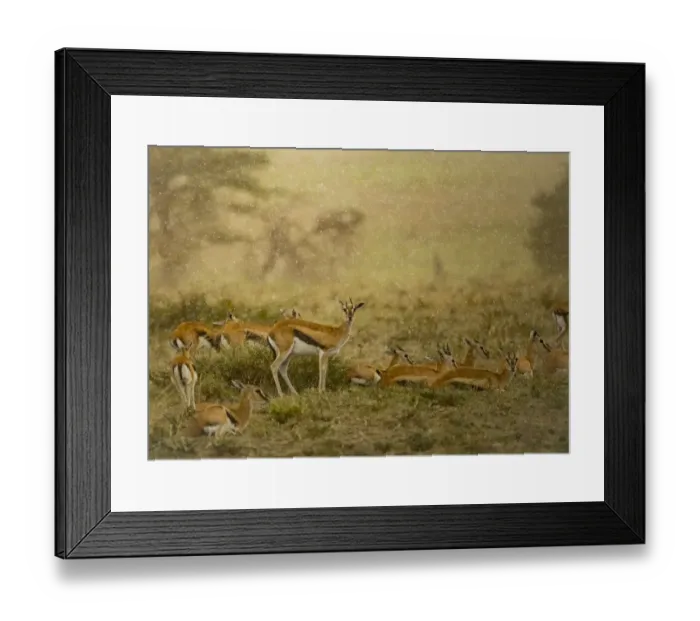 Framed Print : Thomsons gazelle (Eudorcas thomsonii) herd. Serengeti National Park, Serengeti, Tanzania Framed Print : Thomsons gazelle (Eudorcas thomsonii) herd. Serengeti National Park, Serengeti, Tanzania