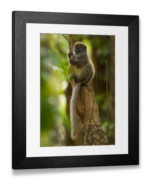 Framed Print : Bamboo lemur (Hapalmur griseus) sitting on tree stump. Andasibe-Mantadia National Park, Madagascar