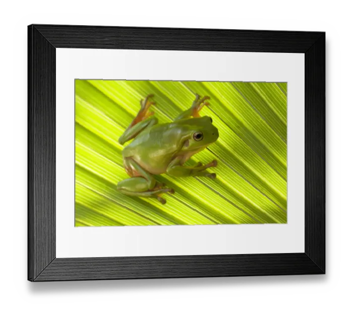 Framed Print : Australian green tree frog (Litoria caerulea) camouflaged on Palm leaf. Lake Argyle Framed Print : Australian green tree frog (Litoria caerulea) camouflaged on Palm leaf. Lake Argyle