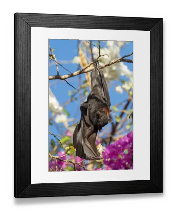 Framed Print : Black flying fox (Pteropus alecto), male stretching wing whilst roosting on branch Framed Print : Black flying fox (Pteropus alecto), male stretching wing whilst roosting on branch