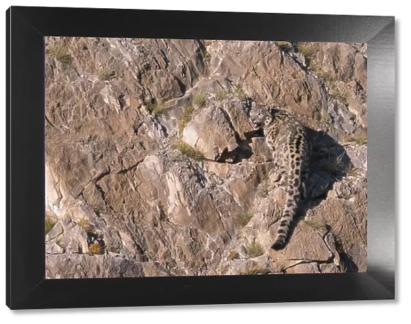 Snow Leopard (Panthera uncia) rear view on rocks, Mongolia