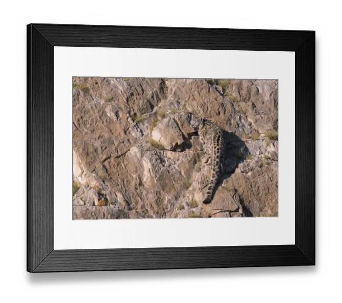 Framed Print : Snow Leopard (Panthera uncia) rear view on rocks, Mongolia Framed Print : Snow Leopard (Panthera uncia) rear view on rocks, Mongolia