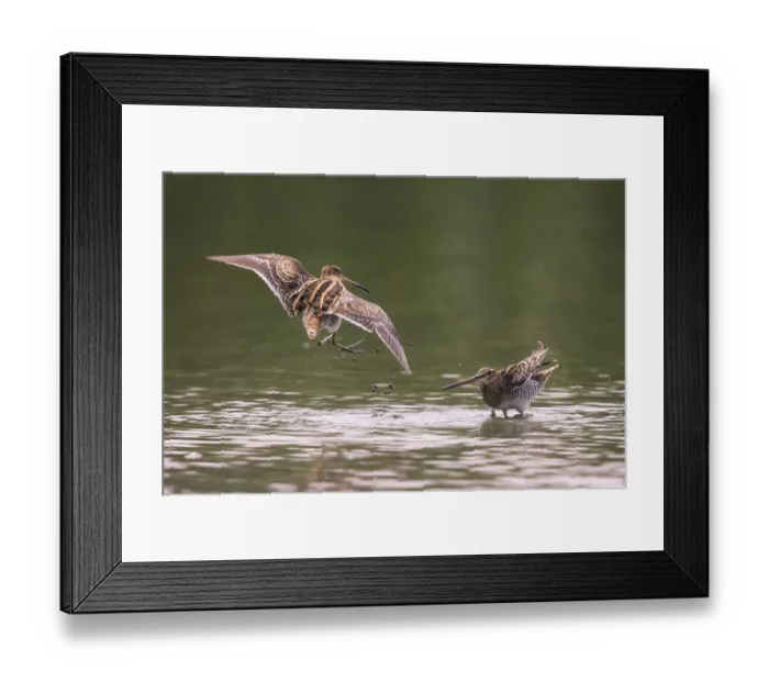 Framed Print : Common Snipe (Gallinago gallinago) autumn courtship display, Germany, August