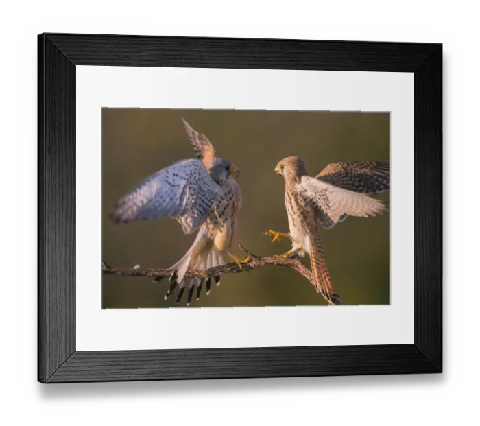 Framed Print : Kestrel (Falco tinnunculus) fighting Hungary, April Framed Print : Kestrel (Falco tinnunculus) fighting Hungary, April
