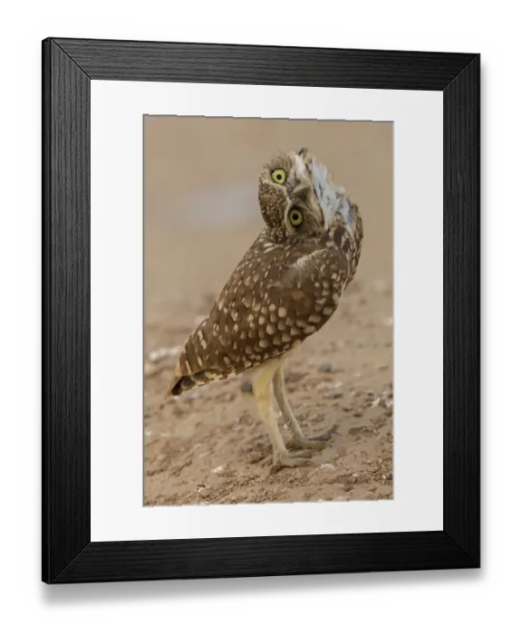 Framed Print : Burrowing owl (Athene cunicularia) rotating head, Arizona, USA Framed Print : Burrowing owl (Athene cunicularia) rotating head, Arizona, USA