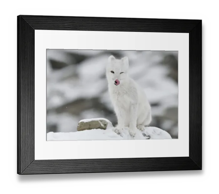 Framed Print : Arctic fox (Vulpes lagopus), juvenile licking lips, winter pelage. Dovrefjell National Park, Norway Framed Print : Arctic fox (Vulpes lagopus), juvenile licking lips, winter pelage. Dovrefjell National Park, Norway