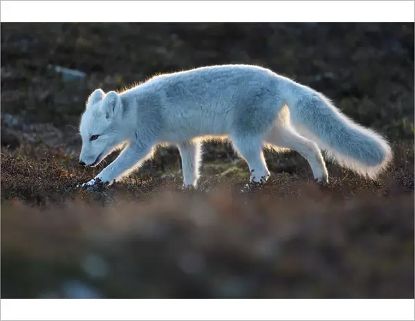 Arctic fox (Vulpes lagopus) juvenile sniffing ground, winter pelage. Dovrefjell National Park