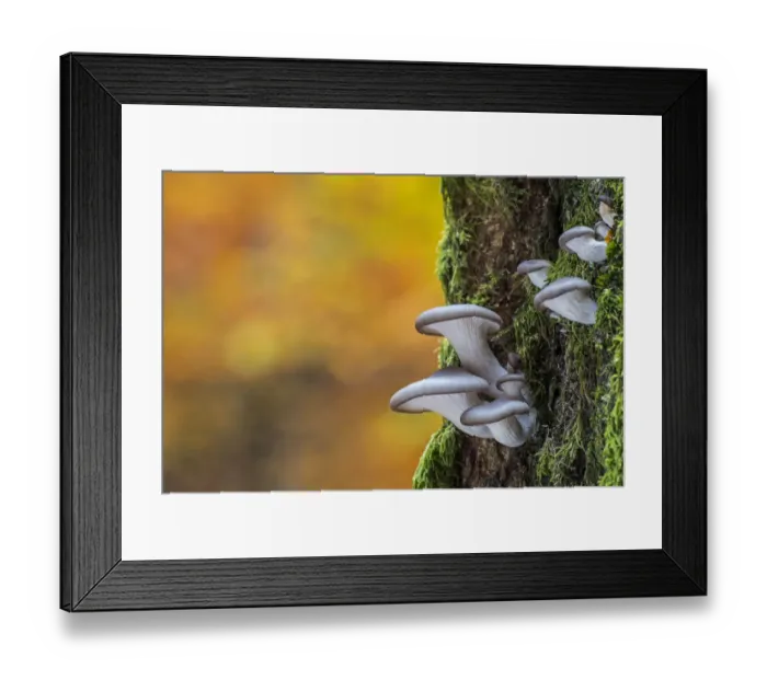 Framed Print : Oyster mushroom / Oyster bracket fungus (Pleurotus ostreatus) growing on tree trunk Framed Print : Oyster mushroom / Oyster bracket fungus (Pleurotus ostreatus) growing on tree trunk