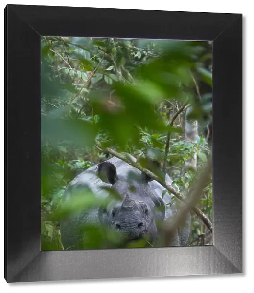 One-horned Asian rhinoceros (Rhinoceros unicornis), Chitwan National Park, Inner Terai lowlands