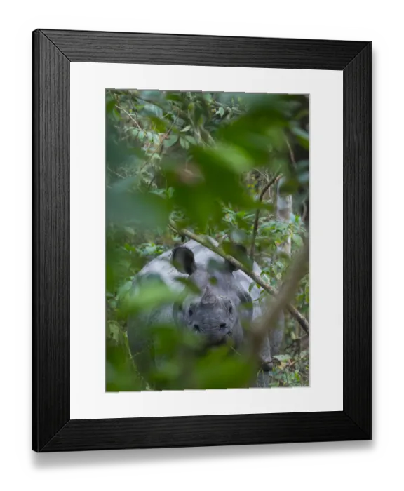 Framed Print : One-horned Asian rhinoceros (Rhinoceros unicornis), Chitwan National Park, Inner Terai lowlands Framed Print : One-horned Asian rhinoceros (Rhinoceros unicornis), Chitwan National Park, Inner Terai lowlands