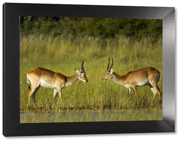 Southern lechwe (Kobus leche), two males about to fight, facing each other. Okavango Delta