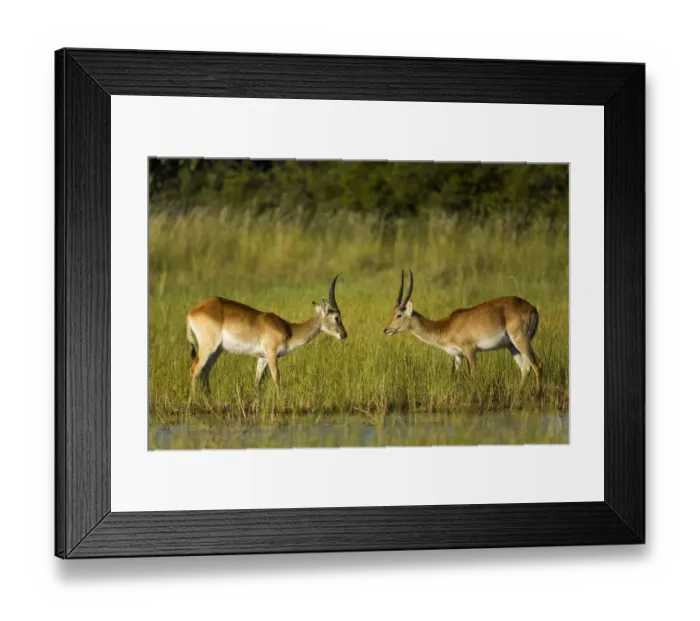 Framed Print : Southern lechwe (Kobus leche), two males about to fight, facing each other. Okavango Delta Framed Print : Southern lechwe (Kobus leche), two males about to fight, facing each other. Okavango Delta