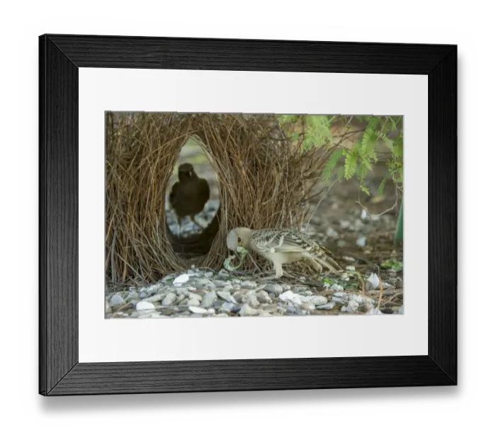 Framed Print : Great bowerbird (Chlamydera nuchalis), male showing off treasures whilst female inspects bower Framed Print : Great bowerbird (Chlamydera nuchalis), male showing off treasures whilst female inspects bower