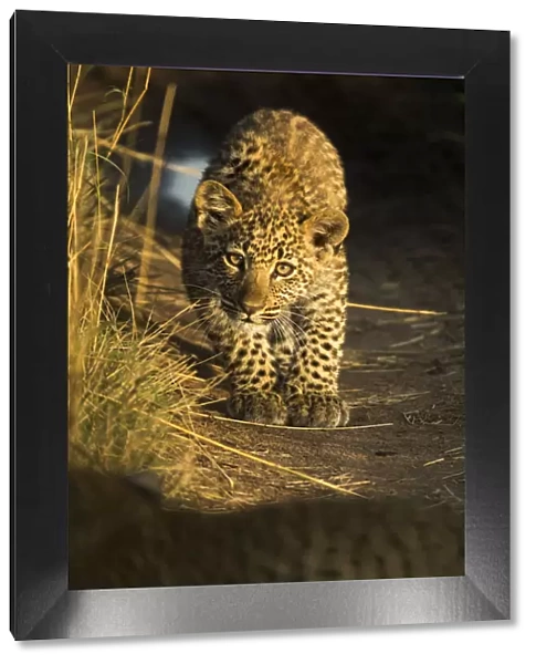 Young Leopard (Panthera pardus) looking at camera in morning light. Serengeti, Tanzania