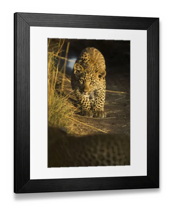 Framed Print : Young Leopard (Panthera pardus) looking at camera in morning light. Serengeti, Tanzania Framed Print : Young Leopard (Panthera pardus) looking at camera in morning light. Serengeti, Tanzania