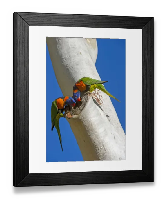 Framed Print : Red-collared lorikeet (Trichoglossus rubritorquis) pair examining hole in Eucalyptus Framed Print : Red-collared lorikeet (Trichoglossus rubritorquis) pair examining hole in Eucalyptus