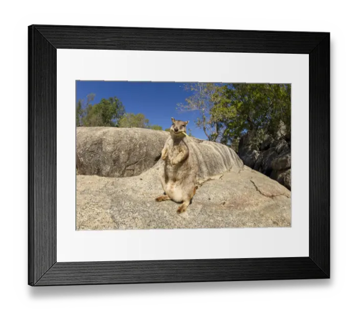 Framed Print : Mareeba rock wallaby (Petrogale mareeba), female feeding on leaf. Granite Gorge Nature Park Framed Print : Mareeba rock wallaby (Petrogale mareeba), female feeding on leaf. Granite Gorge Nature Park