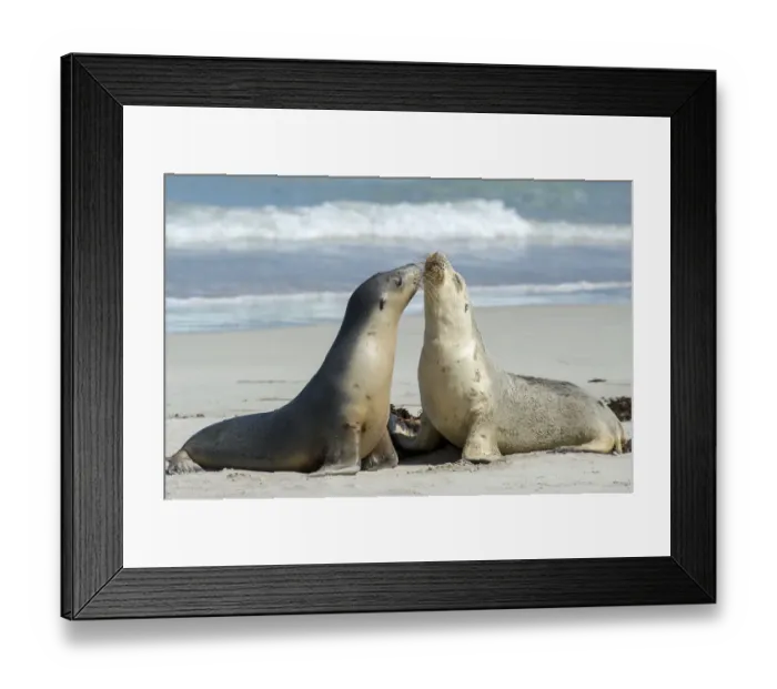 Framed Print : Australian sea lion (Neophoca cinerea), two females greeting each other on beach Framed Print : Australian sea lion (Neophoca cinerea), two females greeting each other on beach