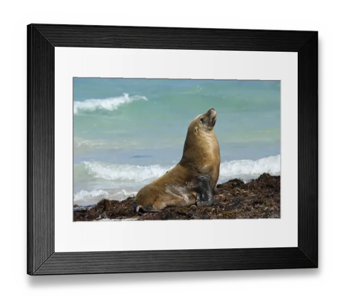 Framed Print : Australian sea lion (Neophoca cinerea) male basking on seaweed on beach. Seal Bay Conservation Park Framed Print : Australian sea lion (Neophoca cinerea) male basking on seaweed on beach. Seal Bay Conservation Park