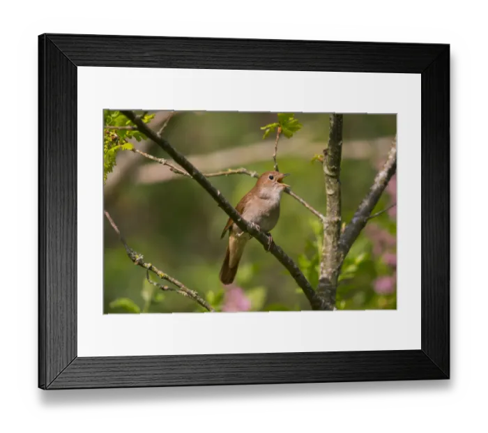 Framed Print : Nightingale (Luscinia megarhynchos ) singing, Germany, April Framed Print : Nightingale (Luscinia megarhynchos ) singing, Germany, April