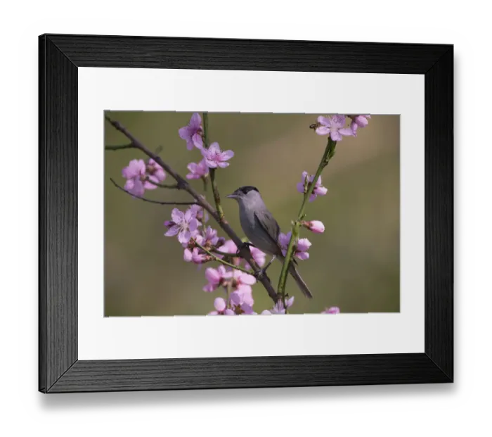 Framed Print : Blackcap (Sylviya atricapilla) male perched in blossom, Hungary, April