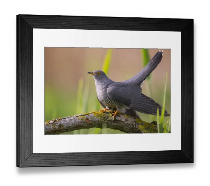 Framed Print : Cuckoo (Cuculus canorus) male, Germany, April Framed Print : Cuckoo (Cuculus canorus) male, Germany, April