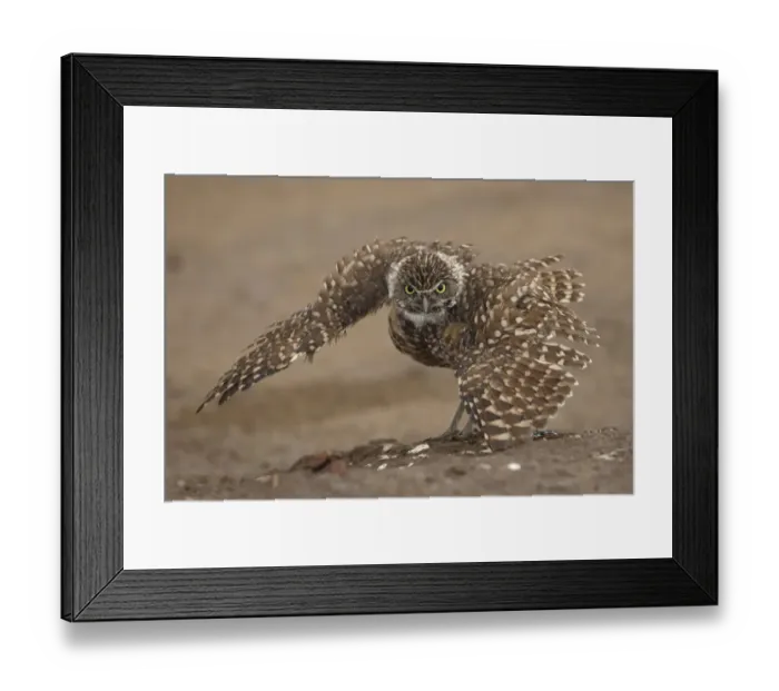 Framed Print : Burrowing owl (Athene cunicularia) doing rain dance, spreading wings Framed Print : Burrowing owl (Athene cunicularia) doing rain dance, spreading wings