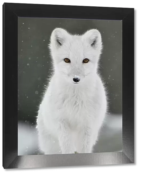 Arctic fox (Vulpes lagopus), juvenile looking at camera, portrait, winter pelage
